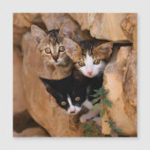 Three cute curious kittens (Front)