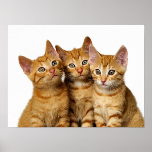 Three Cute Ginger Cat Kittens Friends Head Photo _ Poster