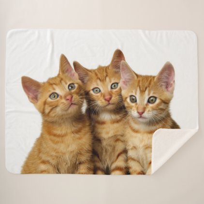 Three Cute Ginger Cat Kittens Friends Head Photo - Sherpa Blanket