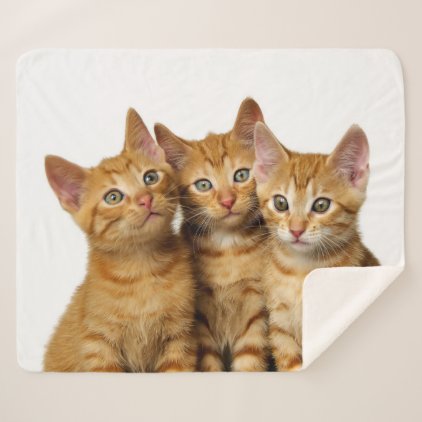 Three Cute Ginger Cat Kittens Friends Head Photo * Sherpa Blanket