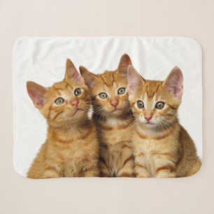 Three Cute Ginger Cat Kittens Friends Head Photo - Sherpa Blanket