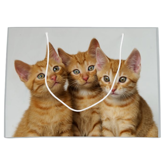 cute ginger kittens