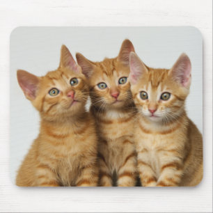 Three cute ginger kittens side by side mouse pad