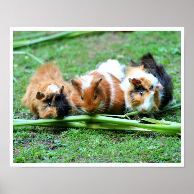 Guinea pig cheap eating celery