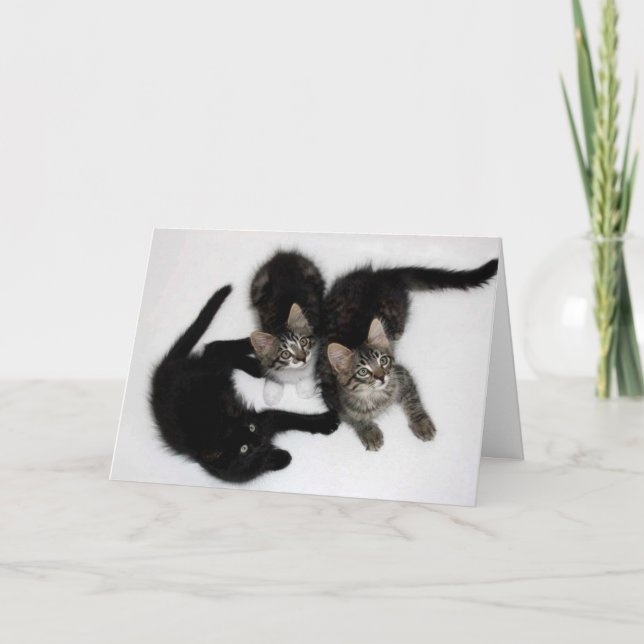 Three Cute Kittens Blank Greeting Card (Front)