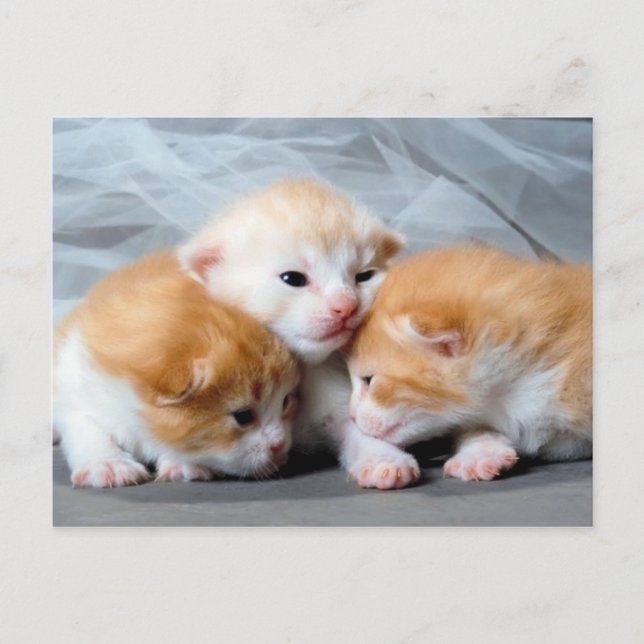 Three cute little kittens photo postcard (Front)