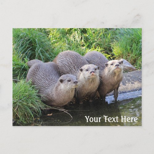 Three Cute Otters Wildlife Photography Postcard