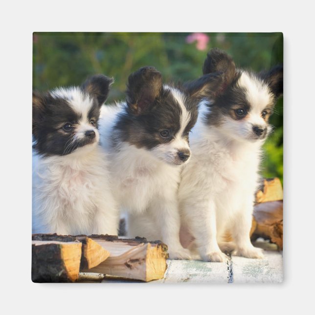 Three Cute Papillon Puppies on a Garden Bench  Magnet (Front)