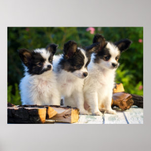 Three Cute Papillon Puppies on a Garden Bench Poster