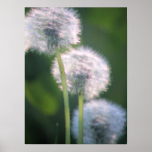 Three Dandelion Blooms Painting Poster