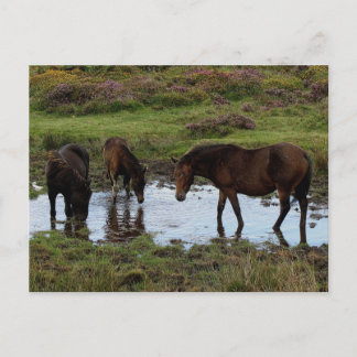 Three Dartmoor Ponies Drinking At Watering Hole Postcard