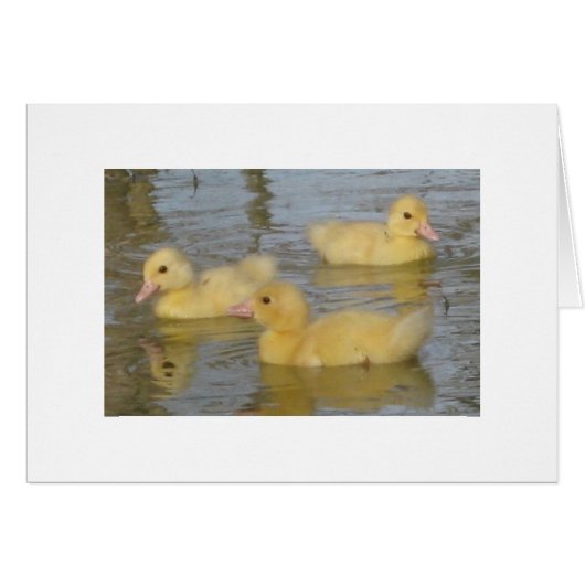 Three Day Old Muscovy Ducklings Cards (Front Horizontal)
