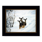 Three Deer