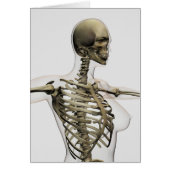 Three Dimensional View Of Female Rib Cage (Front)