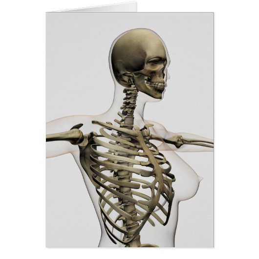 Three Dimensional View Of Female Rib Cage Cards (Front)