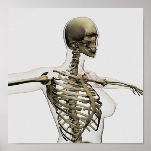 Three Dimensional View Of Female Rib Cage Poster