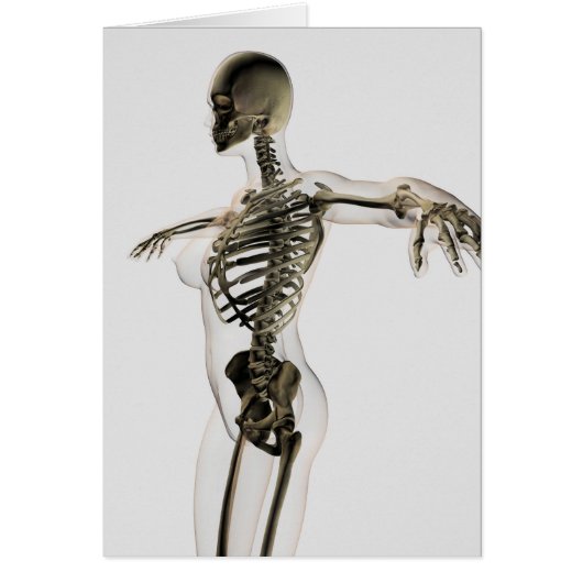 Three Dimensional View Of Female Skeletal System Cards (Front)