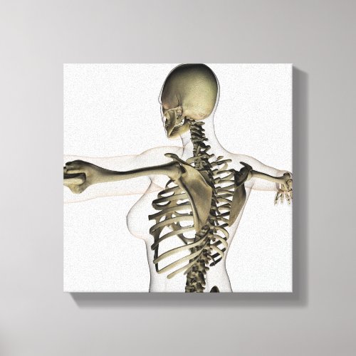 Three Dimensional View Of Female Upper Back Canvas Print