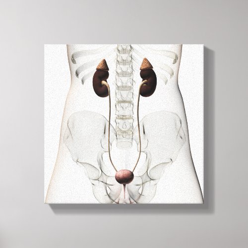 Three Dimensional View Of Female Urinary System Canvas Print