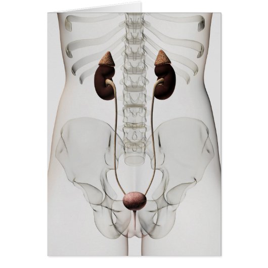 Three Dimensional View Of Female Urinary System Cards (Front)