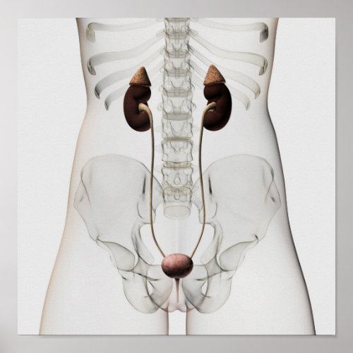 Three Dimensional View Of Female Urinary System Poster