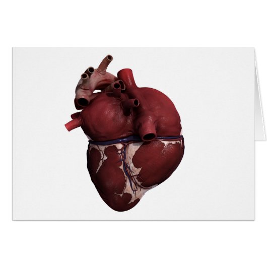 Three Dimensional View Of Human Heart, Back Cards (Front Horizontal)