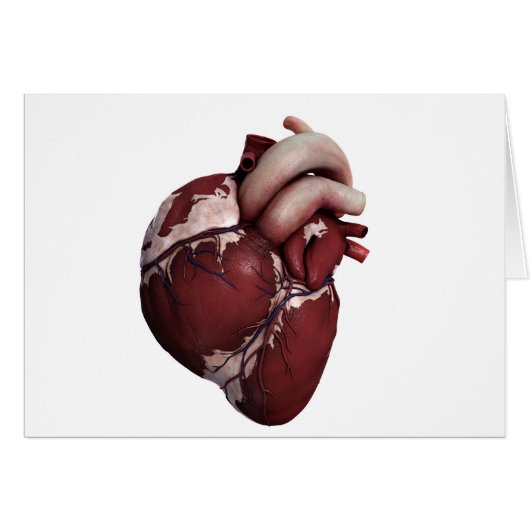 Three Dimensional View Of Human Heart, Front Cards (Front Horizontal)