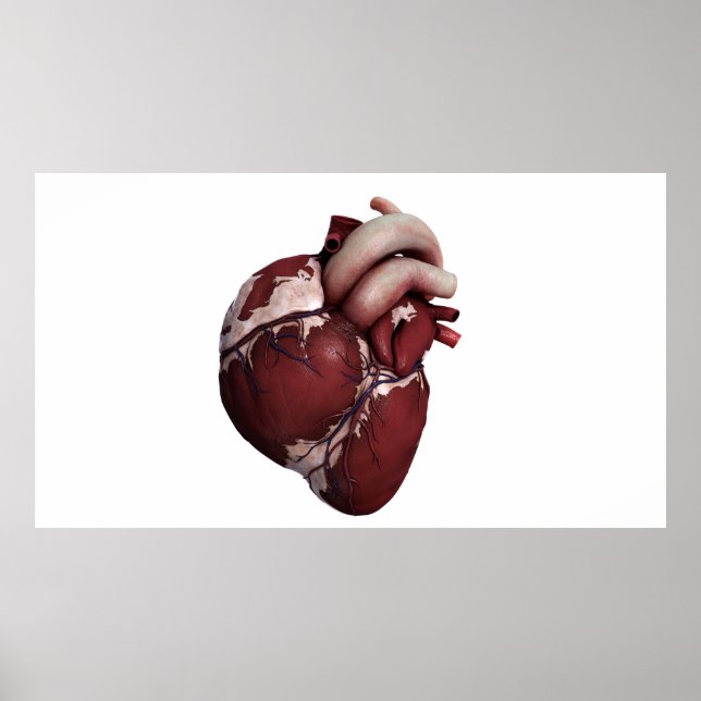 Three Dimensional View Of Human Heart, Front Poster (Front)