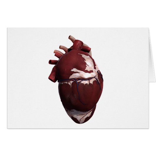 Three Dimensional View Of Human Heart, Left Side Cards (Front Horizontal)