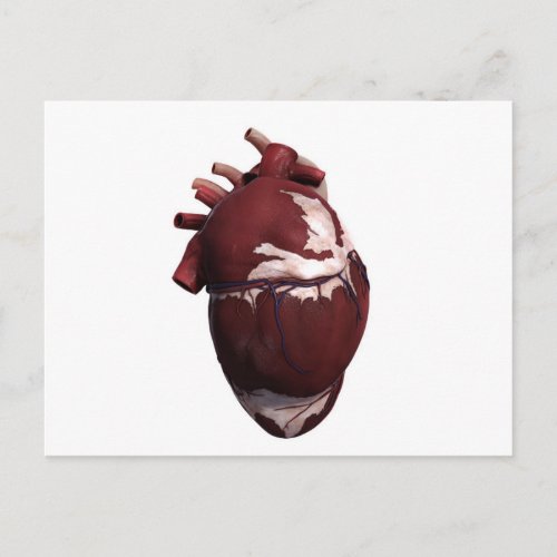Three Dimensional View Of Human Heart Left Side Postcard