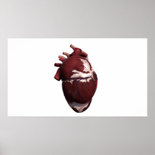 Three Dimensional View Of Human Heart, Left Side Poster