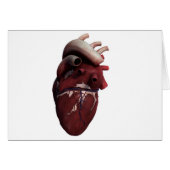 Three Dimensional View Of Human Heart, Right (Front Horizontal)