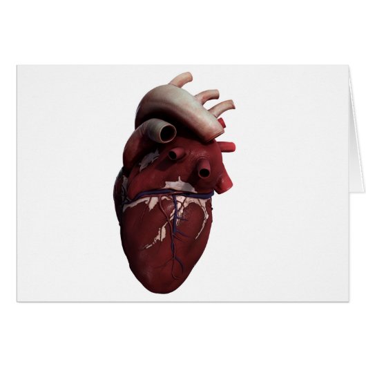 Three Dimensional View Of Human Heart, Right Cards (Front Horizontal)