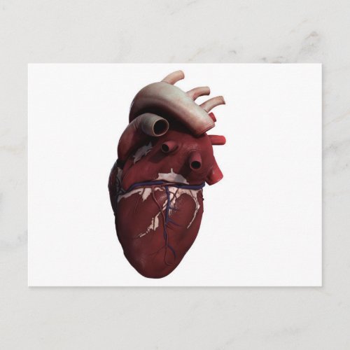 Three Dimensional View Of Human Heart Right Postcard