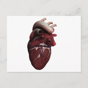 Three Dimensional View Of Human Heart, Right Postcard