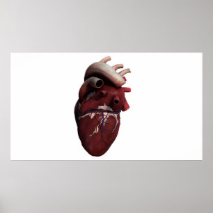 Three Dimensional View Of Human Heart, Right Poster