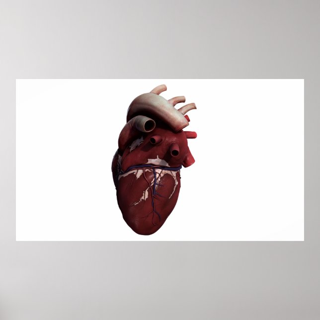 Three Dimensional View Of Human Heart, Right Poster (Front)