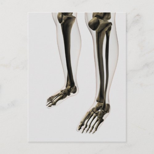 Three Dimensional View Of Human Leg And Feet Postcard