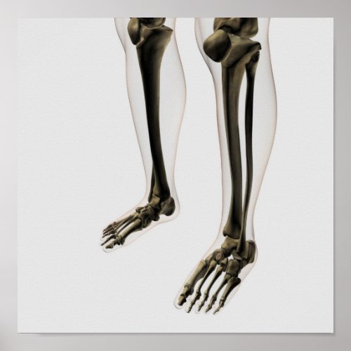 Three Dimensional View Of Human Leg And Feet Poster