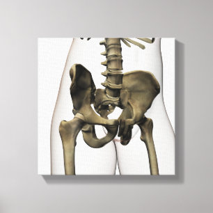 Three Dimensional View Of Human Pelvic Bones Canvas Print