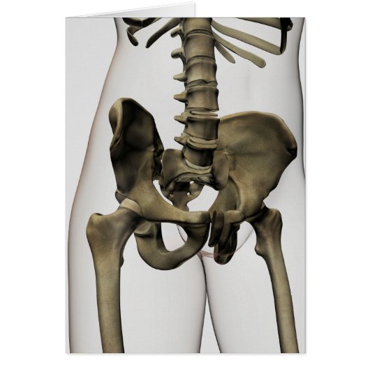 Three Dimensional View Of Human Pelvic Bones Cards (Front)