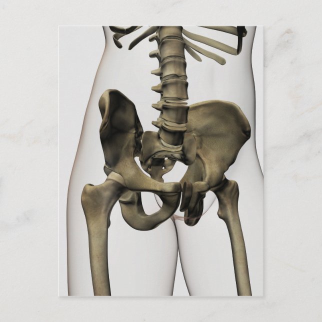 Three Dimensional View Of Human Pelvic Bones Postcard (Front)