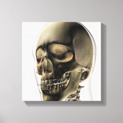 Three Dimensional View Of Human Skull And Teeth Canvas Print