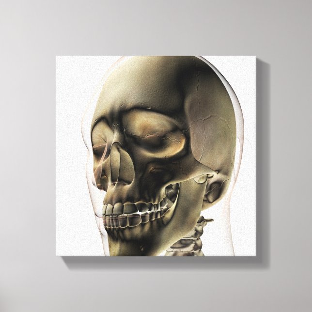 Three Dimensional View Of Human Skull And Teeth Canvas Print (Front)