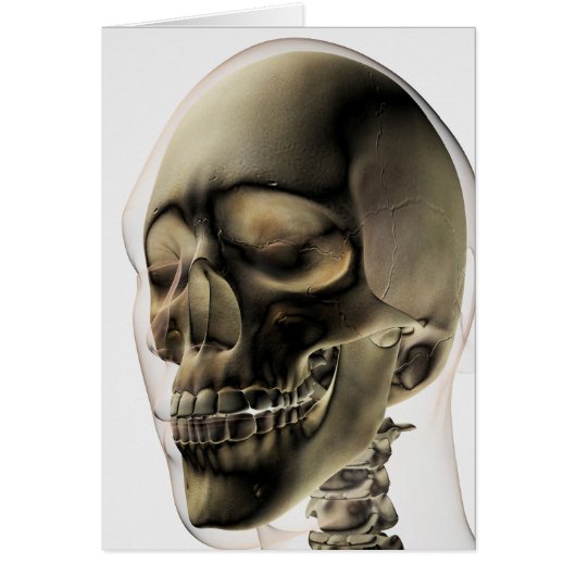Three Dimensional View Of Human Skull And Teeth Cards (Front)