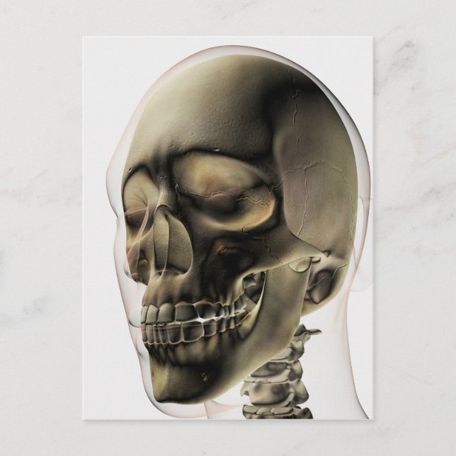 Three Dimensional View Of Human Skull And Teeth Postcard (Front)