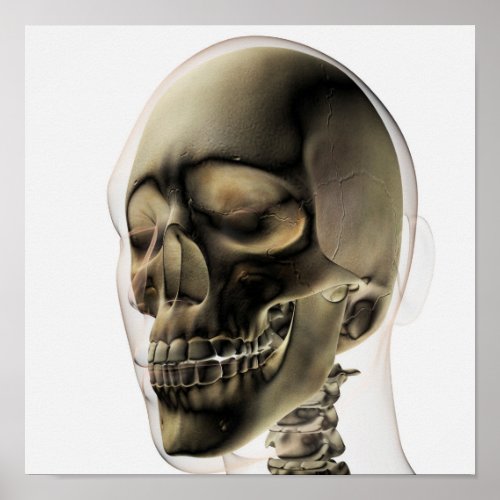 Three Dimensional View Of Human Skull And Teeth Poster