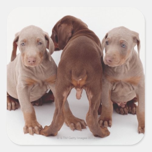 Three Doberman pinscher puppies Square Sticker