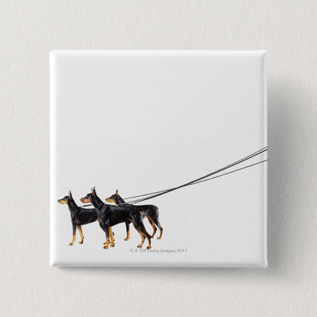 Three Dobermans on leash Pinback Button (Front)