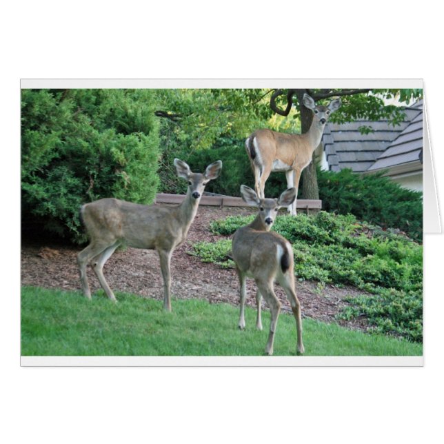 Three does looking at the camera cards (Front Horizontal)